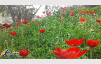 باربری مشهد به دره شهر | اثاث کشی و حمل بار و اسباب کشی با کمترین تعرفه و نرخنامه از مشهد