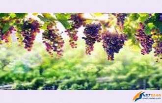 باربری مشهد به تاکستان | 70 % تخفیف خاور نیسان کامیونت تریلی