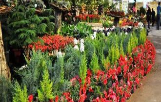 حمل و نقل گل و گیاه بدون آسیب